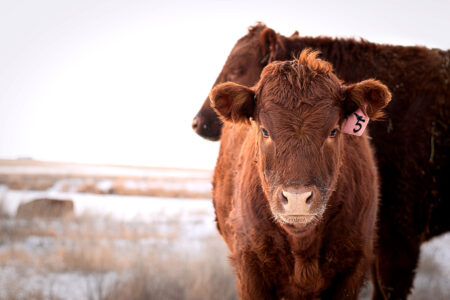 Planning Key for Cold Weather Livestock Image